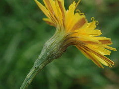 Scorzoneroides autumnalis