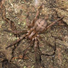 Notiodrassus distinctus