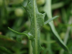 Scorzoneroides autumnalis