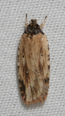 Agonopterix atrodorsella