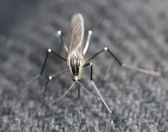 Aedes geniculatus