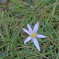 Colchicum autumnale