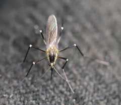 Aedes geniculatus