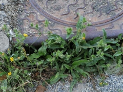 Helminthotheca echioides