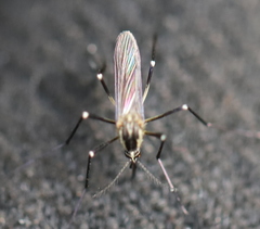 Aedes geniculatus