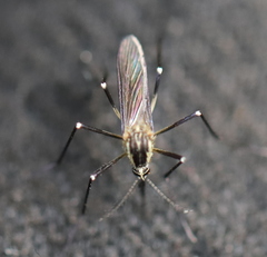 Aedes geniculatus