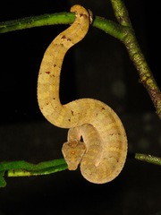 Craspedocephalus borneensis