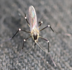 Aedes geniculatus