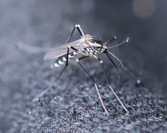 Aedes geniculatus
