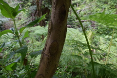 Cyathea arborea