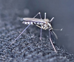 Aedes geniculatus