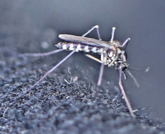 Aedes geniculatus