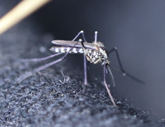 Aedes geniculatus
