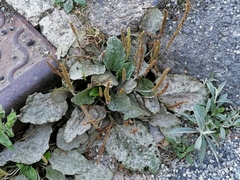 Plantago major