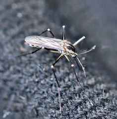 Aedes geniculatus