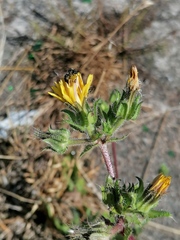 Helminthotheca echioides