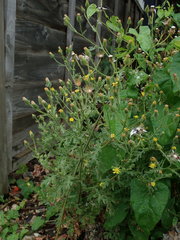 Senecio viscosus