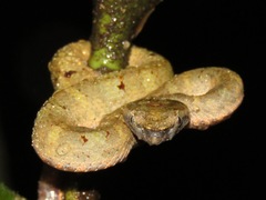 Craspedocephalus borneensis