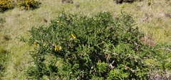 Sophora molloyi