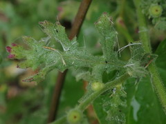 Senecio viscosus