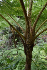Cyathea arborea