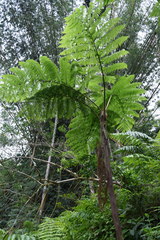 Cyathea arborea