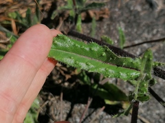 Helminthotheca echioides
