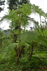Cyathea arborea