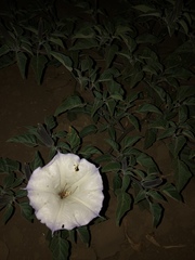 Datura wrightii