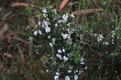 Epacris microphylla