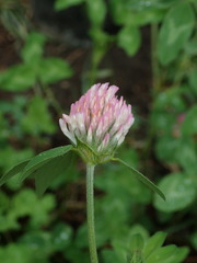 Trifolium pratense