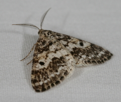 Eufidonia discospilata