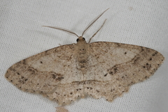 Melanolophia signataria