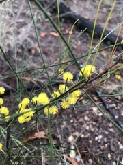 Acacia juncifolia