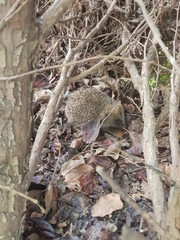 Erinaceus europaeus