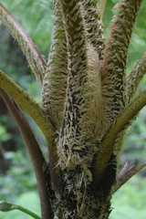 Cyathea arborea
