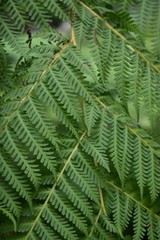 Cyathea arborea