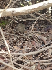 Erinaceus europaeus