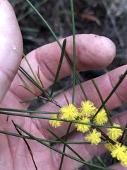 Acacia juncifolia