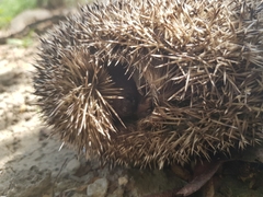 Erinaceus europaeus