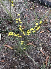 Acacia juncifolia