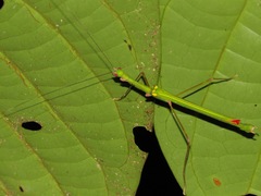 Marmessoidea quadriguttata