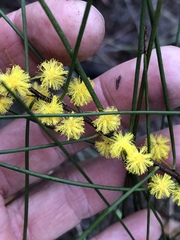 Acacia juncifolia