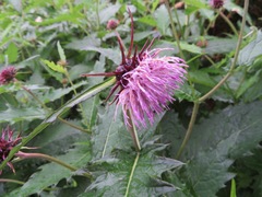 Cirsium otayae