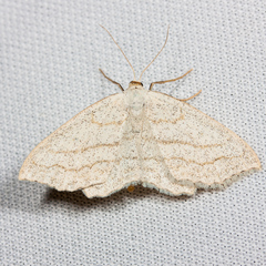 Scopula junctaria