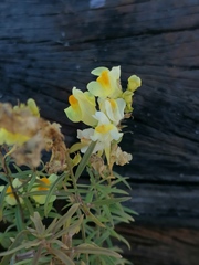 Linaria vulgaris