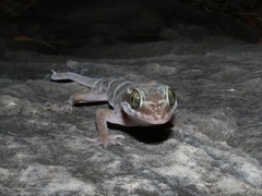 Cyrtodactylus mcdonaldi