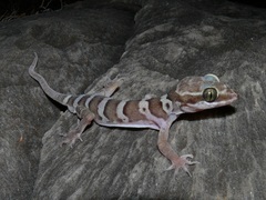 Cyrtodactylus mcdonaldi