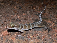 Cyrtodactylus mcdonaldi