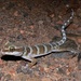 Chillagoe Ring-tailed Gecko - Photo (c) dhfischer, some rights reserved (CC BY-NC), uploaded by dhfischer